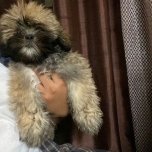 Meet your Posher, Alec